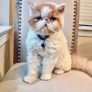 Meet your Posher, Debbie